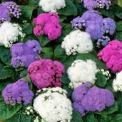 Nasiona i cebule - ŻENISZEK MEKSYKAŃSKI (AGERATUM HOUSTONIANUM) MIX KOLORÓW NASIONA 0,2 G - miniaturka - grafika 1