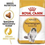 Sucha karma dla kotów - Royal Canin Norwegian Forest Adult 20 kg - miniaturka - grafika 1