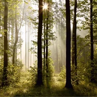 Fototapety - Fototapeta zalesiony krajobraz zielonym - 360 x 254 cm - SANDERS & SANDERS - miniaturka - grafika 1