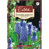 Nasiona i cebule - Szafirek Azureum 10 sztuk Eden - miniaturka - grafika 1