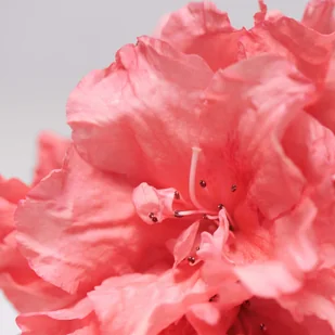 DLA babor skinovage Calming twarzy, posurowiczej skóry wrażliwej, jak spokój pielęgnacji twarzy, odporne na skórze, Anti-Aging, 1 X 30 ML 442000 - Kremy do twarzy - miniaturka - grafika 6