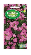 Nasiona i cebule - Gęsiówka Alpejska różowa 0,5 g POLAN - miniaturka - grafika 1