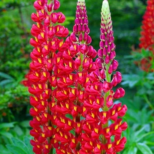 Lupinus Łubin trwały czerwony 1 szt. - Nasiona i cebule - miniaturka - grafika 1