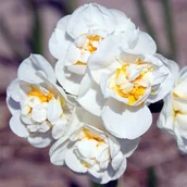 Nasiona i cebule - Narcyz pełny pachnący polski Bridal Crown 5 szt. Narcyzy Cebule Cebulki - miniaturka - grafika 1