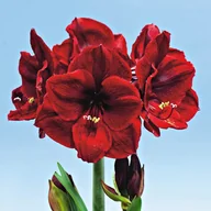 Nasiona i cebule - Hippeastrum Amarylis Benfica 1szt Cebula Amarylisa - miniaturka - grafika 1