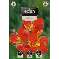 Nasiona i cebule - Kanna Lucifer 1 sztuka Eden - miniaturka - grafika 1