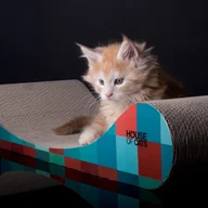 Drapaki dla kotów - Drapak dla kota Sofa Cube - miniaturka - grafika 1