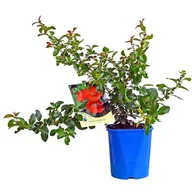 Kwiaty doniczkowe - Pigwowiec 60 cm don. 2 l - miniaturka - grafika 1