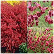 Kwiaty doniczkowe - Żarnowiec Miotlasty Różowo-Czerwony Boskoop Ruby Sadzonki Duża Doniczka 2L - miniaturka - grafika 1