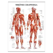 Mapy i plansze edukacyjne - Plansza anatomiczna Mięśnie Człowieka z haczykiem (PL) - miniaturka - grafika 1