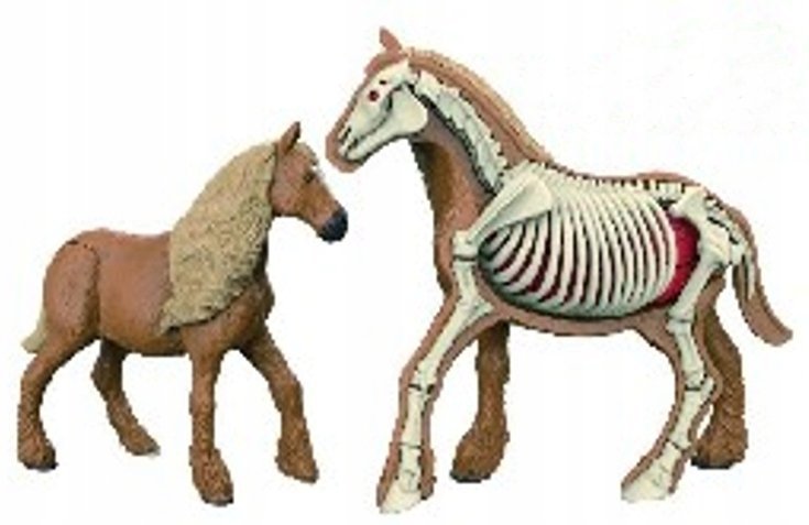 Figurka Zwierzęcia Koń Brunatny Model Anatomiczny Model Do Złożenia