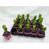 Kwiaty doniczkowe - Hiacynt doniczka 7 cm mix - miniaturka - grafika 1