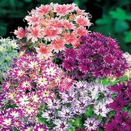 Nasiona i cebule - Legutko sp. z o.o Nasiona Floks gwiaździsty mieszanka, 0,5g - miniaturka - grafika 1