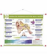 Mapy i plansze edukacyjne - Ucho - budowa, środowisko akustyczne, walka z hała - miniaturka - grafika 1