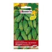 Nasiona i cebule - Ogórek Hugon - 5 g - miniaturka - grafika 1