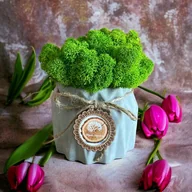 Donice - Doniczka betonowa z mchem chrobotkiem - miniaturka - grafika 1