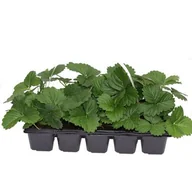 Kwiaty doniczkowe - Truskawki 10-pak odmiana Honeyone - miniaturka - grafika 1