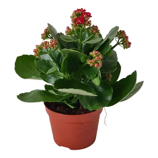 Żyworódka Kalanchoe Gev Red 22 cm - Nasiona i cebule - miniaturka - grafika 1
