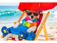 Zabawki kreatywne - Haft Diamentowy, Obraz, Mozaika Diamentowa Diamond Painting, Pies Na Leżaku 40X30Cm - miniaturka - grafika 1