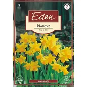 Nasiona i cebule - Narcyz botaniczny Tete a tete 7 sztuk Eden - miniaturka - grafika 1