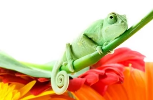 Nice Wall Kameleon na kwiatku - fototapeta FS0540 - Fototapety - miniaturka - grafika 1