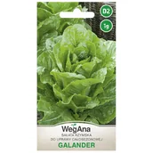Nasiona i cebule - Sałata Rzymska Galander do uprawy całosezonowej 1g GMO Free - miniaturka - grafika 1