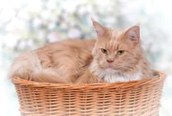 Legowiska dla kotów - WickerPL CARI BUDA DLA KOTA LEŻAK DLA ZWIERZĄT DOMEK DLA KOTA Z WIKLINY PIĘTROWY Z PODUSZKAMI 50X40 H45 CM - miniaturka - grafika 1