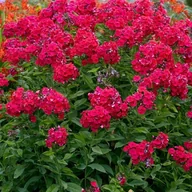 Nasiona i cebule - Phlox Płomyk Red Riding Hood 1 szt. doniczka P9 - miniaturka - grafika 1