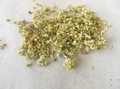 Herbata - Kwiat bzu czarnego Bez czarny susz 1 kg certyfikat - miniaturka - grafika 1