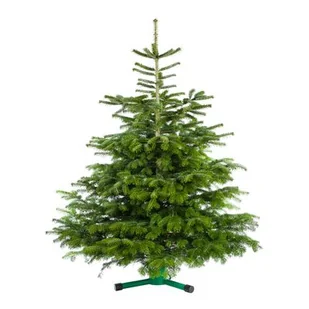 Jodła kaukaska cięta 150 - 175 cm - Choinki - miniaturka - grafika 1