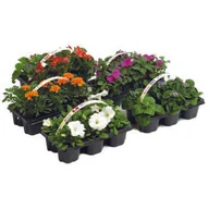 Kwiaty doniczkowe - Rośliny rabatowe w 6-paku - miniaturka - grafika 1