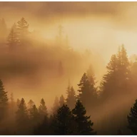 Fototapety - Fototapeta Las we Mgle Beżowy Drzewa Natura 300x210 cm Tapeta Do Sypialni Salonu Kuchni Na Flizelinie - miniaturka - grafika 1