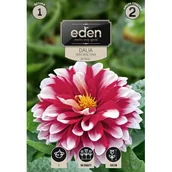 Nasiona i cebule - Dalia dekoracyjna Jamaica 1 sztuka Eden - miniaturka - grafika 1