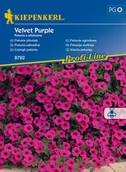 Nasiona i cebule - Petunia Zwisająca Velvet Purple F1 - miniaturka - grafika 1