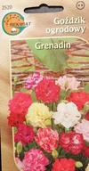 Nasiona i cebule - Goździk ogrodowy Grenadin nasiona cięte kwiaty donice - miniaturka - grafika 1