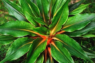 Zielistka Chlorophytum Green Orange  P12 - Kwiaty doniczkowe - miniaturka - grafika 1