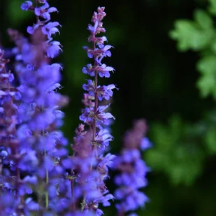 Szałwia omszona Niebieska 'Carina' (Salvia x hybrida) W Doniczce 1L - Nasiona i cebule - miniaturka - grafika 1