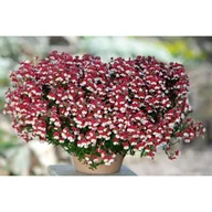 Kwiaty doniczkowe - Sunsatia/Nemesia - miniaturka - grafika 1