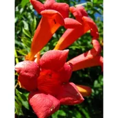 Kwiaty doniczkowe i cięte - Pnącza i krzewy świata (milin) - miniaturka - grafika 1