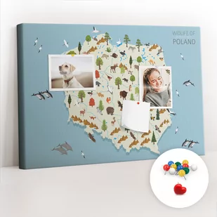 Szkolna Tablica korkowa 60x40 cm, Kolorowe Pinezki, wzór Polska Mapa zwierząt - Tablice i flipcharty - miniaturka - grafika 1