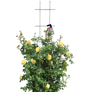 Drabinka na kwiaty Russi metalowa 150 cm, czarna - Kratki i pergole - miniaturka - grafika 1