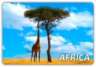 Magnesy - AFRYKA - Żyrafa - Zwierzęta - Sawanna - Magnes na lodówkę - miniaturka - grafika 1