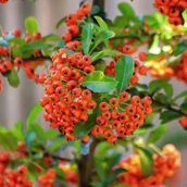 Kwiaty doniczkowe - Ognik szkarłatny 'Rufin' (Pyracantha coccinea) Pomarańczowy Doniczka 3.0L - miniaturka - grafika 1
