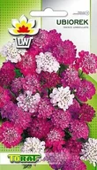 Nasiona i cebule - UBIOREK RÓŻOWY (IBERIS UMBELLATA) 0,3 GRAMA NASION - miniaturka - grafika 1