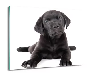 osłona płyty kuchennej Labrador szczeniak 60x52, ArtprintCave - Deski do krojenia - miniaturka - grafika 1