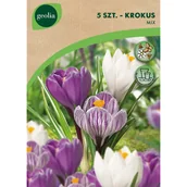 Nasiona i cebule - Krokus Blue White Striped 7/8 5szt. Cebulki kwiatów Geolia - miniaturka - grafika 1
