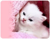 Podkładki pod mysz - PODKŁADKA POD MYSZKĘ KOTY KOT Z IMIENIEM 23x19CM DO LAPTOPA - miniaturka - grafika 1