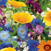 Nasiona i cebule - Mieszanka Roślin Miododajnych Bee's Universe 100g nasiona - miniaturka - grafika 1