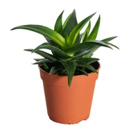 Kwiaty doniczkowe - Sukulenty - miniaturka - grafika 1