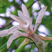 Kwiaty doniczkowe i cięte - Magnolia parasolowata (Magnolia tripetala) Wys. 80-120cm Doniczka 2.0L - miniaturka - grafika 1